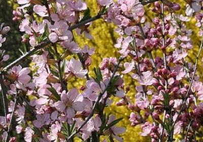 金线莲种植方法