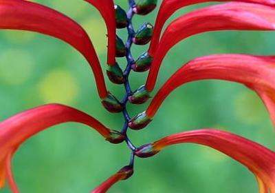 金玉兰菜种植技术