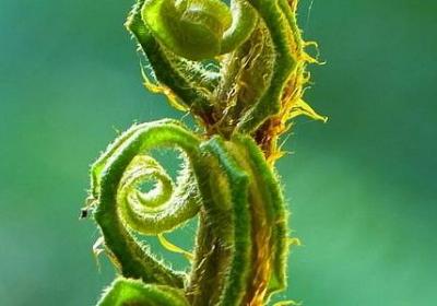 铜钱草的风水作用