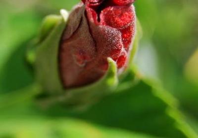 钾肥的作用及功能