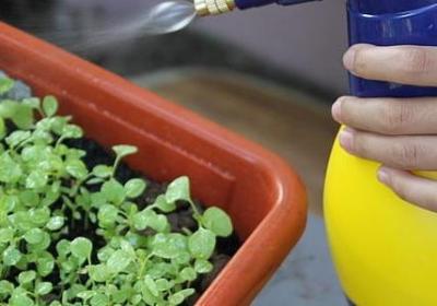 银杏叶子像什么