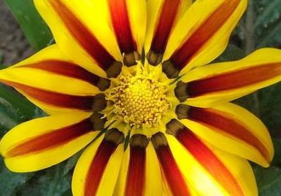 金银花功效与作用