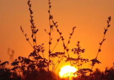 金鱼吊兰怎么养才开花