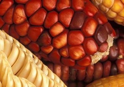 长寿花怎么修剪