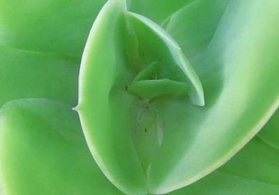 铜钱草的养殖方法和注意事项