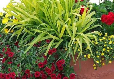 金边吊兰的花语