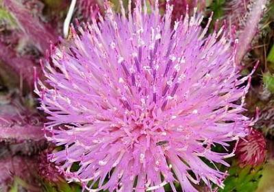 钩虫是什么动物