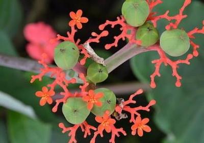 长寿花可以水培吗