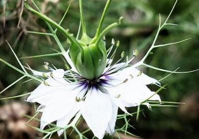 长寿花的寓意和象征