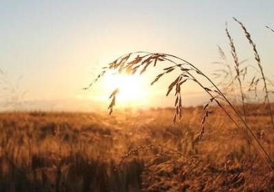 铃兰花花语是什么