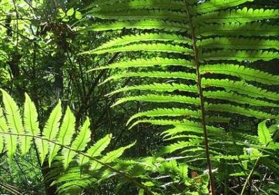 铜钱草种植方法