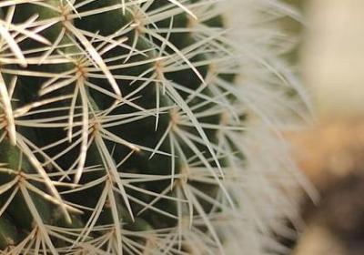 金钱草功效与作用