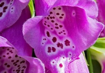 金辉玫瑰的花语