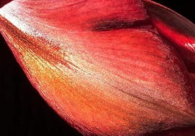 铜钱草怎么养水培