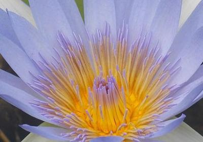 金鱼的品种有哪些