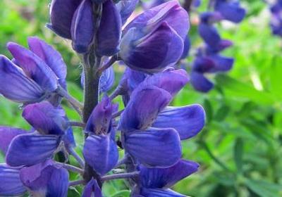 金豆是什么植物