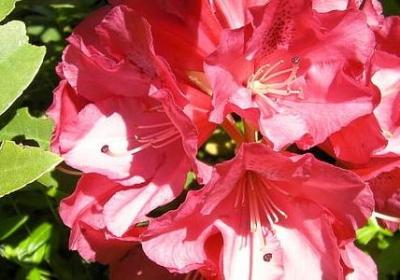 金边瑞香好养吗