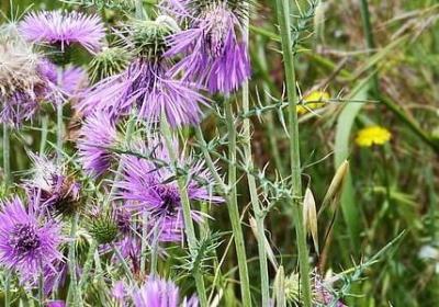 银杏花语是什么意思