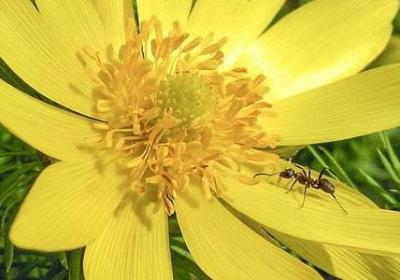 铁皮石斛怎么吃