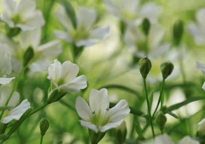 长寿花花语是什么