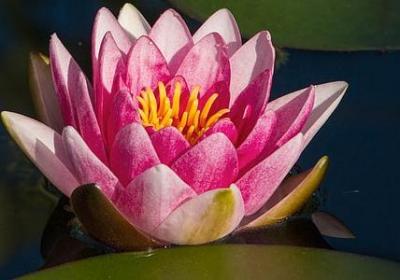 铁树怎么分公母