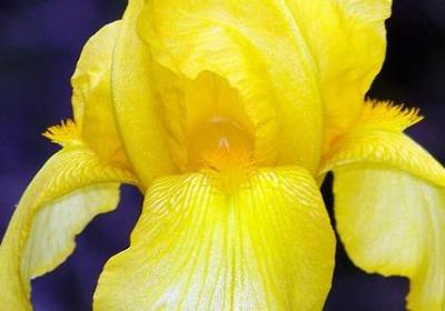 金钱树的养殖方法