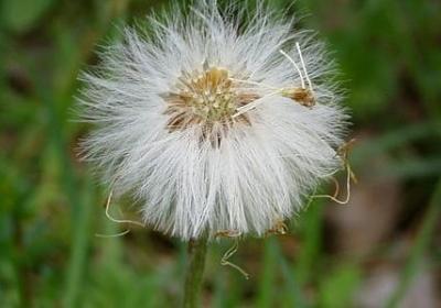 铁树果的功效与作用