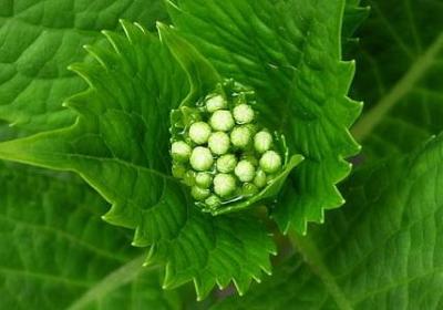 铃兰花有几种颜色