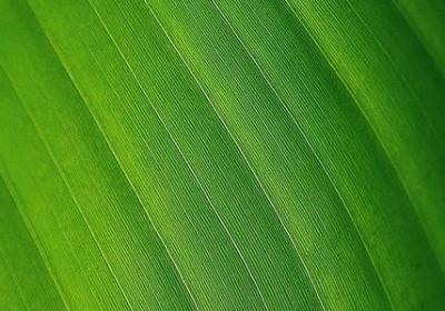 金银花最新价格