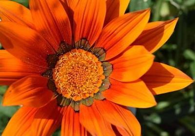金银花治什么病