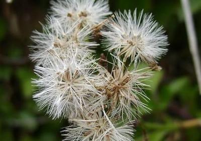 金边瑞香花语