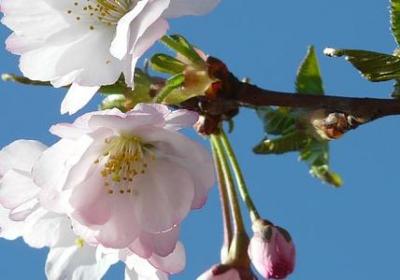银莲花花语