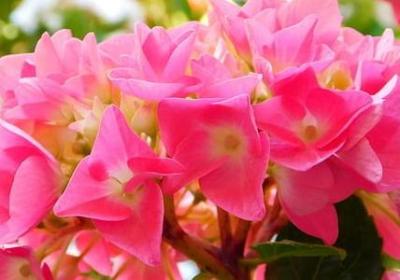 长寿花花语