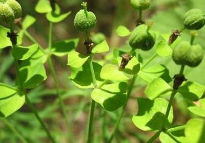 铁兰花的养殖方法