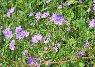 银叶菊花语