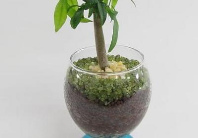 铃兰花有毒吗