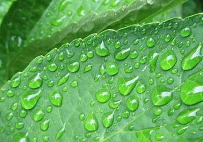金银花怎么种植