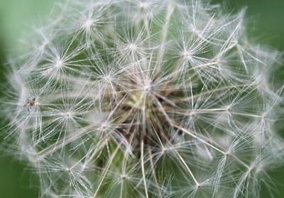银莲花的花语