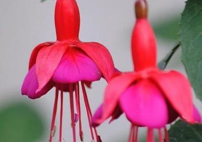 铃兰花的花语