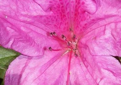 铃兰花语