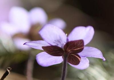长沙荣盛花语城房价