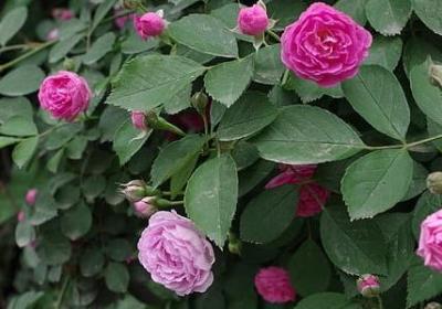 金银花菊花