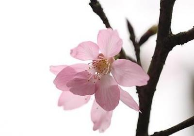 银芽柳花语