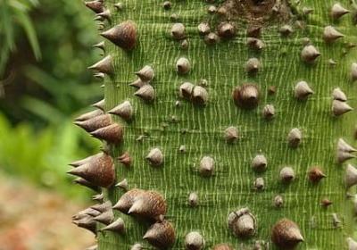 金边瑞香花期