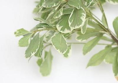 门前种桂花树好吗