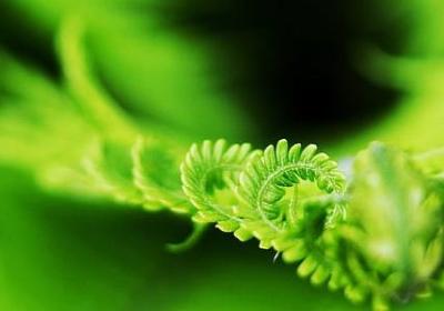 铜钱草花语
