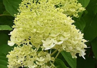 金鸡菊花语