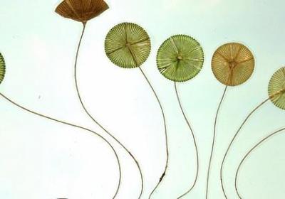 金钱树开花