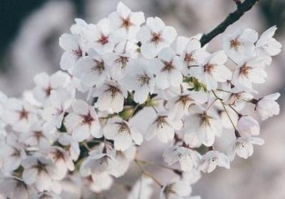 银杏果可以生吃吗