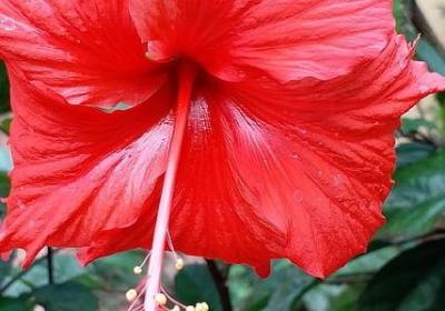 金鱼草花期